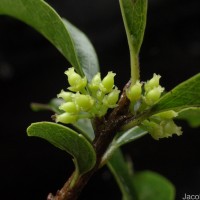 Flacourtia indica (Burm.f.) Merr.